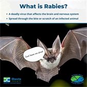 Bats - Rabies