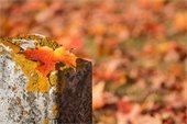 Fall Cemetery Cleanup