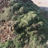 Example of acceptable green waste