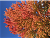 Red leaves on a tree