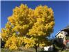 Tree with yellow leaves