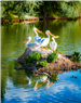 Danny Anderson Kaysville Pond Pelicans 