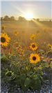 Denese Eggett Sun and Sunflowers
