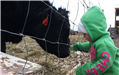 Child touching a cow