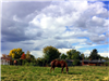 Clouds in a blue sky over green grass
