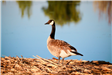 Canada goose