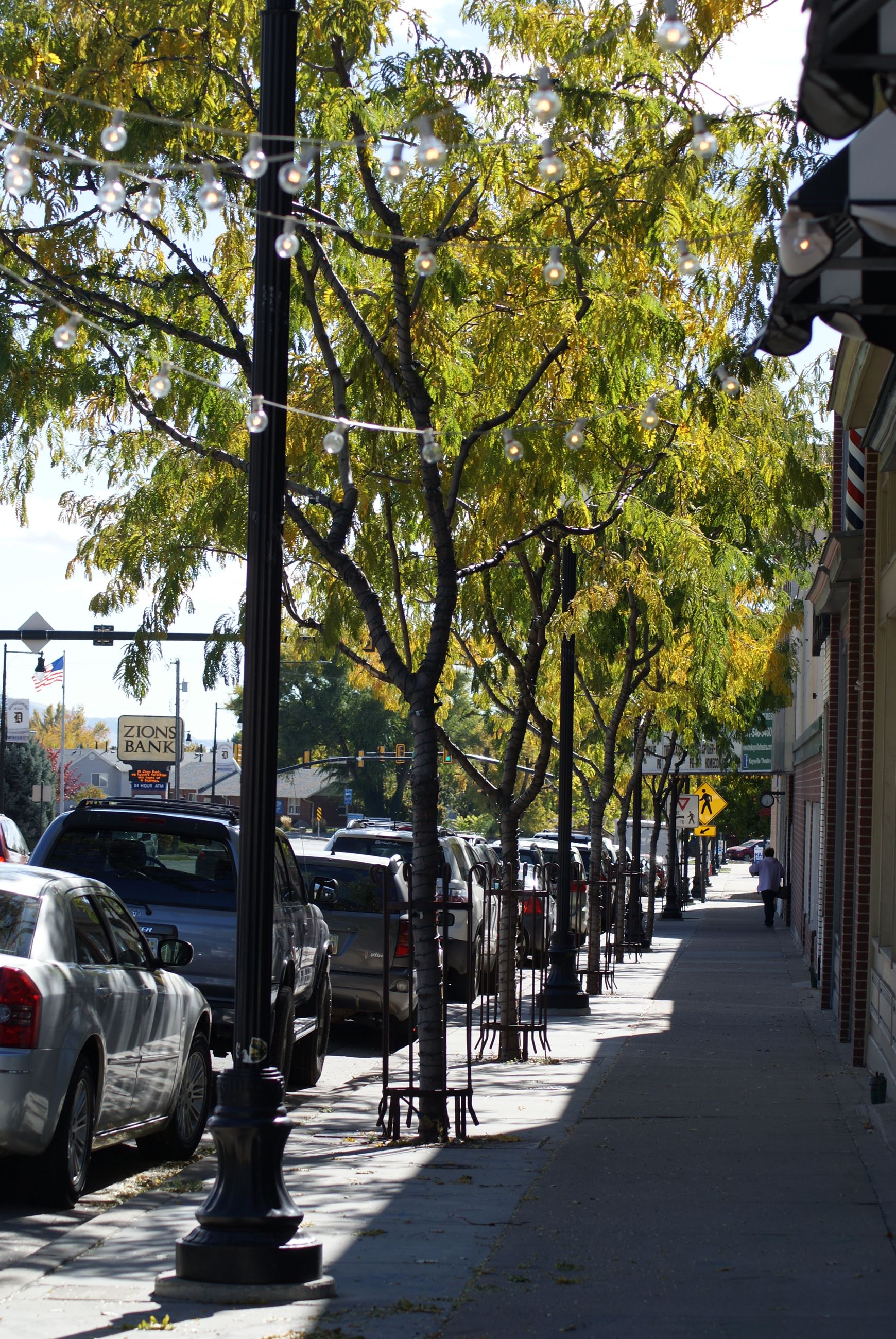 Trees with green leaves