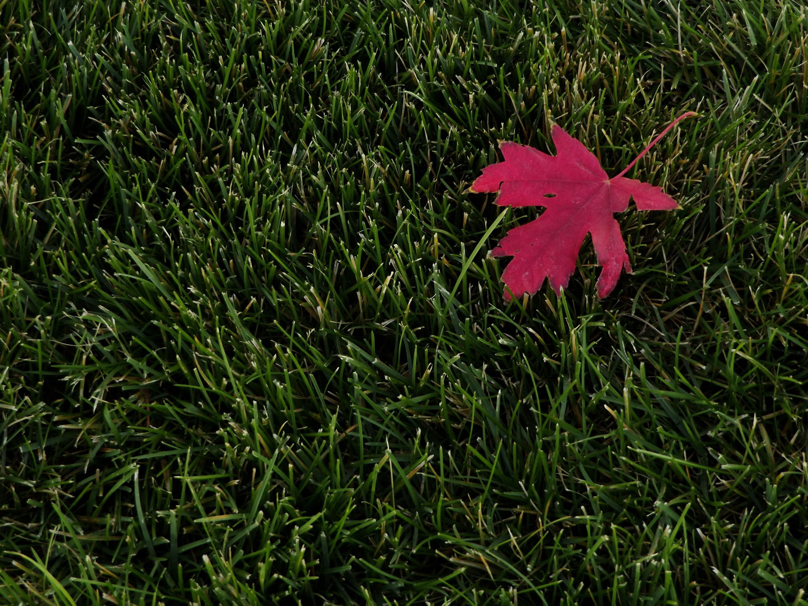 Victoria Kemeny Autumn Leaf